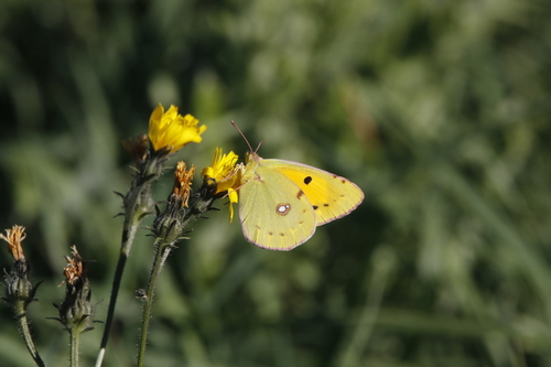 Clouded Yellow