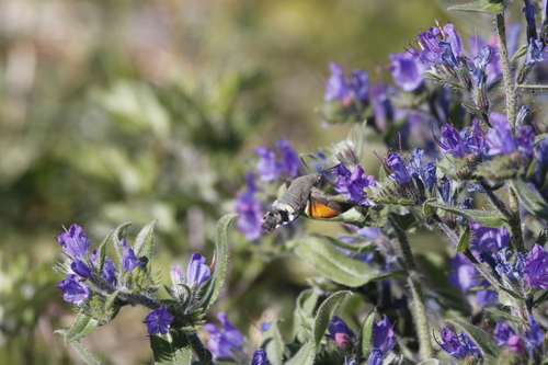 Eurasian Hummingbird Hawkmoth