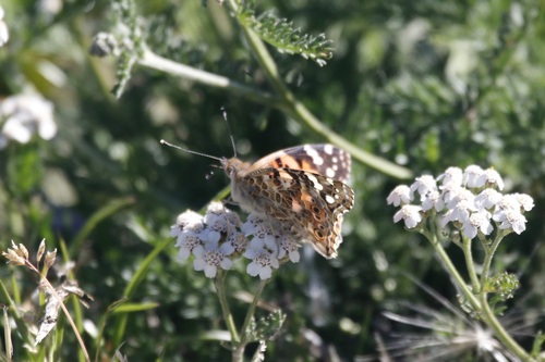Painted Lady