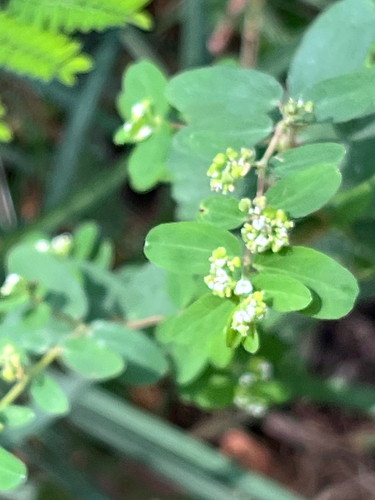graceful spurge