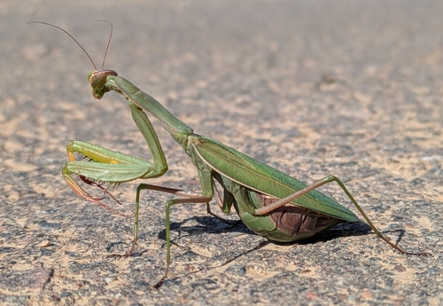 European Mantis