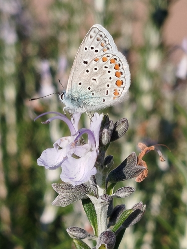 Common Blue