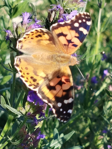 Painted Lady