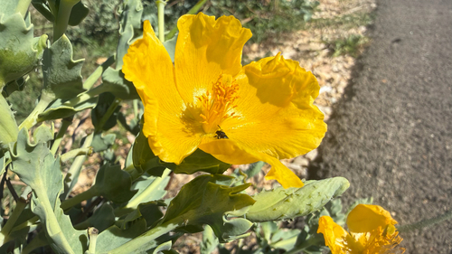 Yellow Horned Poppy