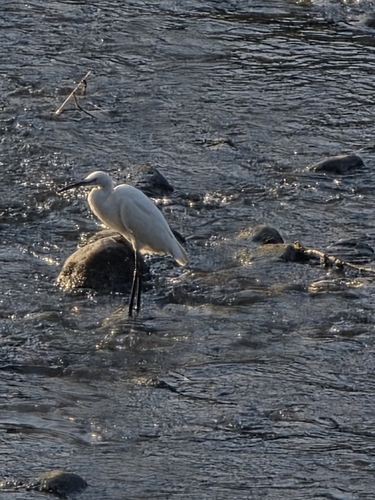 Little Egret