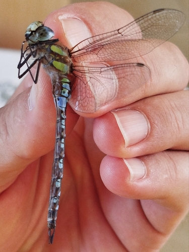 Migrant Hawker