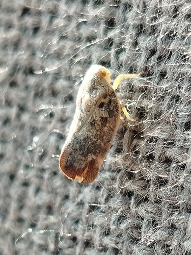 Citrus Flatid Planthopper