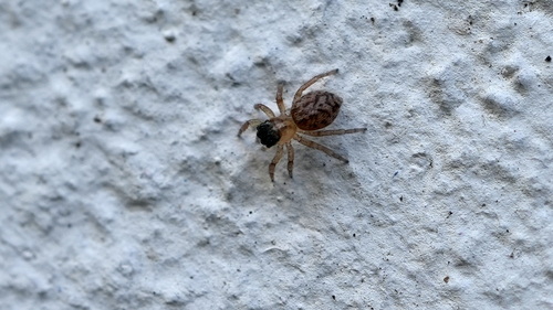 Beardfooted spider