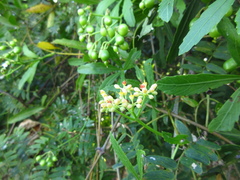 Cissus palmata