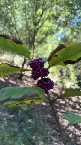 American beautyberry