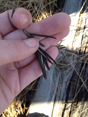 Andromeda polifolia glaucophylla
