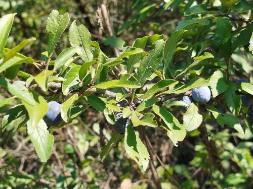 Blackthorn