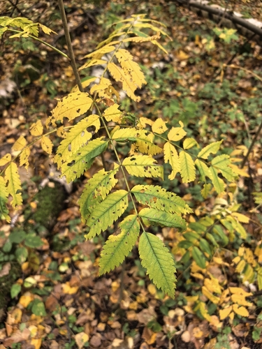 Наблюдение на iNaturalist
