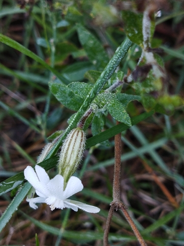 white campion