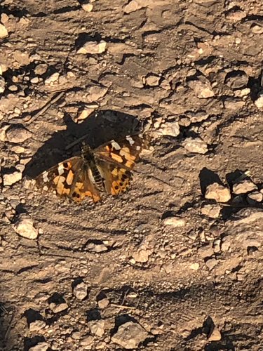 Painted Lady