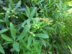 Cissus palmata