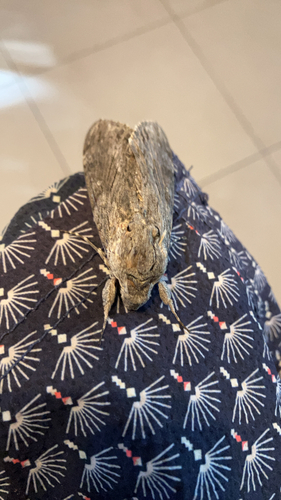 Convolvulus Hawkmoth
