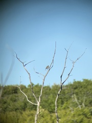 Leiothlypis virginiae