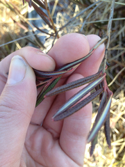 Andromeda polifolia glaucophylla