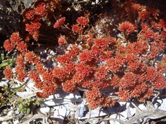 Crassula vaillantii