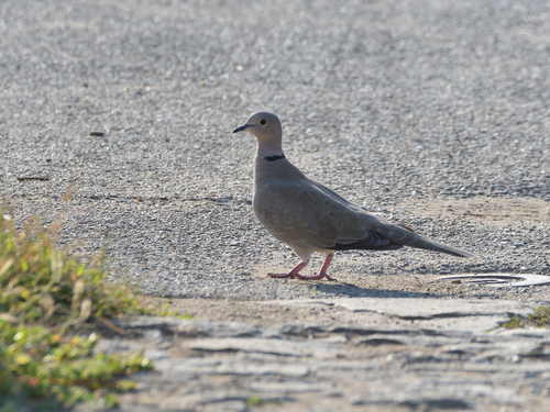 Eurasian Collared-Dove