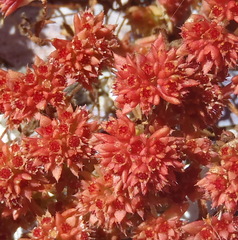 Crassula vaillantii