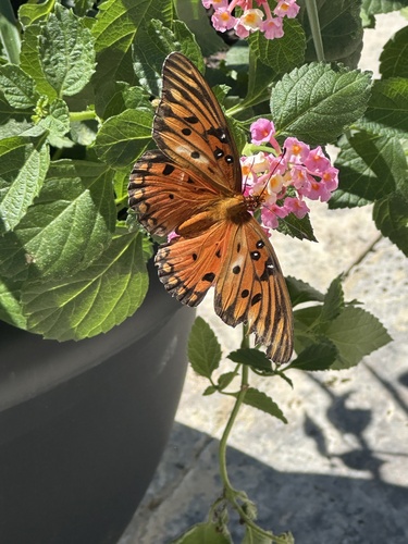 Gulf Fritillary