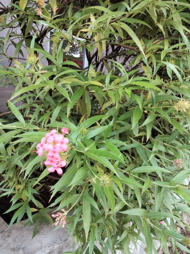 Panama rose