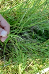 Urochloa mosambicensis