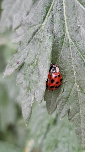 Asian Lady Beetle