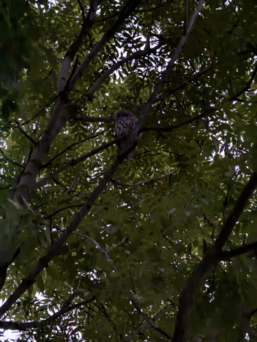 Tawny Owl
