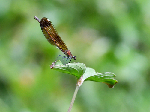 Copper Demoiselle