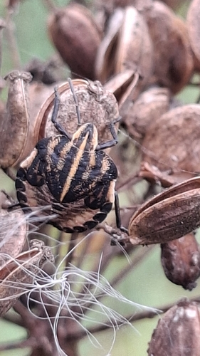 Continental Striped Shield Bug