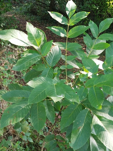 Persian walnut
