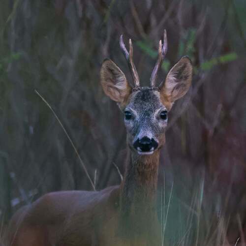 Western Roe Deer