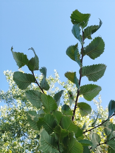 Fluttering Elm