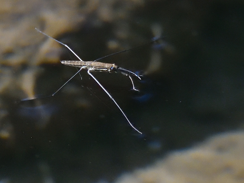 River Skater