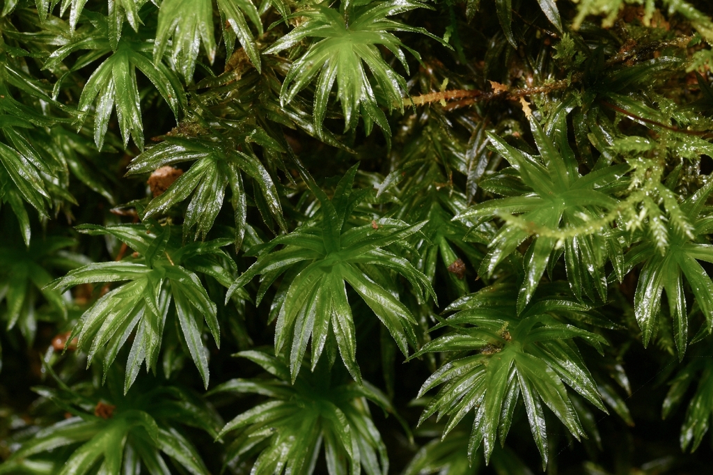 Atrichum polycarpum