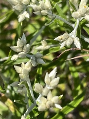 Pseudognaphalium obtusifolium, photograph author not stated, no rights reserved
