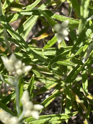Pseudognaphalium obtusifolium, photograph 4