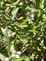 Pseudognaphalium obtusifolium, photograph author not stated, no rights reserved