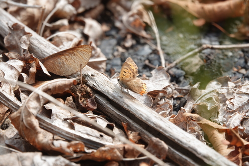 Small Copper