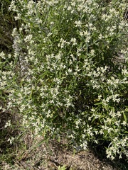 Pseudognaphalium obtusifolium, photograph author not stated, no rights reserved
