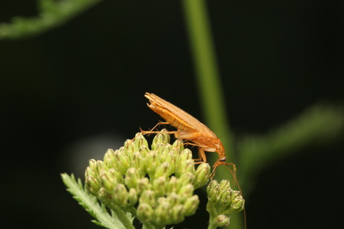 Amber Wood Cockroach