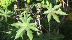 Ricinus communis