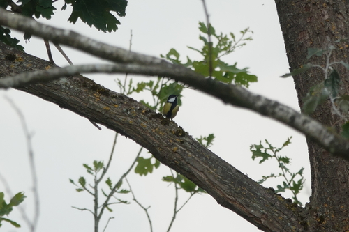 Great Tit