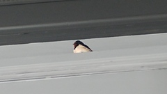 Hirundo rustica