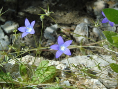 Campanula ramosissima