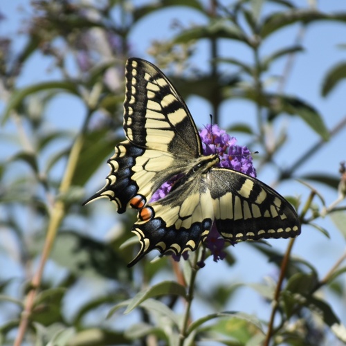 Old World Swallowtail