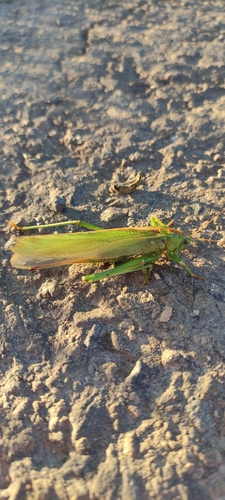 Great Green Bush-cricket